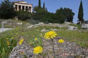 Wild Flowers Blossom In The Ancient Agora In Athens