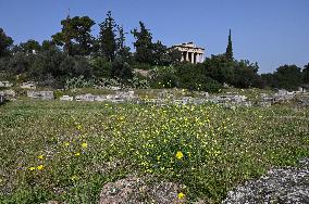 Wild Flowers Blossom In The Ancient Agora In Athens