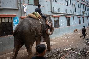 Elephant In Dhaka
