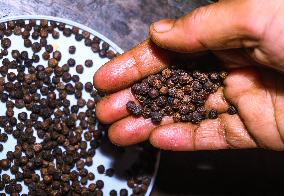 Black Pepper, The World's Most Traded Spice