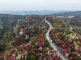 Tourists Enjoy Blooming Rhododendrons in Bijie