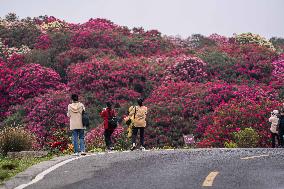 Tourists Enjoy Blooming Rhododendrons in Bijie