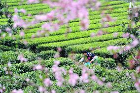 CHINA-HUBEI-SPRING TEA-HARVEST (CN)#