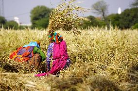 Barley Harvest - India