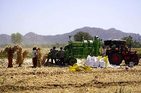 Barley Harvest - India