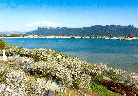 Blooming Cherry Blossom Near Three Gorges Dam
