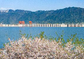 Blooming Cherry Blossom Near Three Gorges Dam