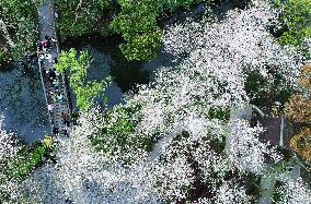 Cherry Blossom Tour in Hangzhou