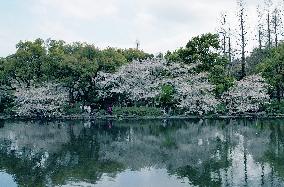 Cherry Blossom Tour in Hangzhou