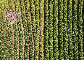 Tea Harvest in Anqing