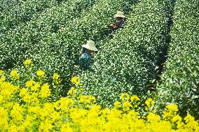 Tea Harvest in Anqing