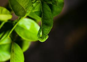 Cabbage Looper (Trichoplusia Ni)  - Animal India