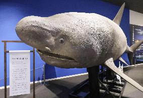 Shark Museum