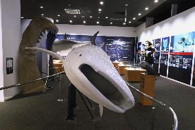 Shark Museum