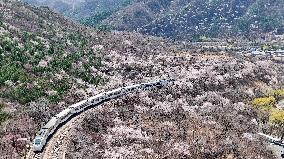 CHINA-BEIJING-SPRING-BLOOMING FLOWERS-TRAIN (CN)