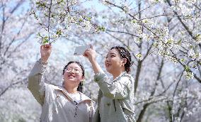 Cherry Blossom Forest in Hefei