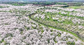 Cherry Blossom Forest in Hefei