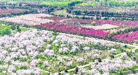 Cherry Blossom Forest in Hefei