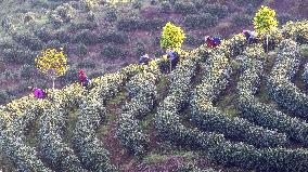 Tea Harvest in Chongqing