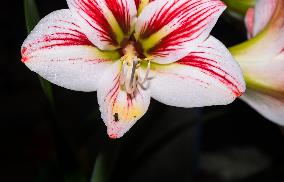 Amaryllis Christmas Star Flower - Hippeastrum Vittatum