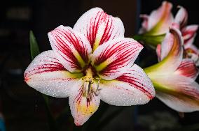 Amaryllis Christmas Star Flower - Hippeastrum Vittatum