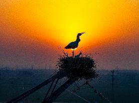 Oriental White Storks Nest on An Iron Tower in Huai 'an