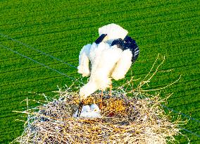 Oriental White Storks Nest on An Iron Tower in Huai 'an