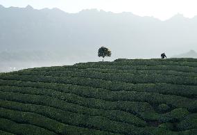 #CHINA-HUBEI-HEFENG-TEA-HARVEST (CN)