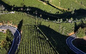 #CHINA-HUBEI-HEFENG-TEA-HARVEST (CN)