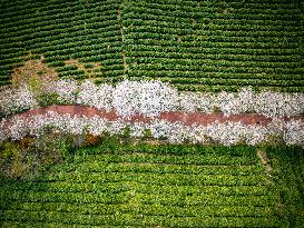 (ZhejiangPictorial)CHINA-ZHEJIANG-SPRING SCENERY (CN)