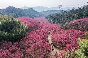 (ZhejiangPictorial)CHINA-ZHEJIANG-SPRING SCENERY (CN)