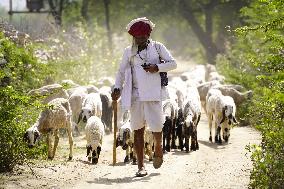 Indian Shepherds In India