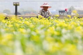 Vegetables Harvest in Fuzhou