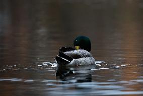 Mallard Ducks At  Kinda Kanal In Linkoping, Sweden.