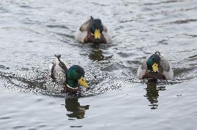 Mallard Ducks At  Kinda Kanal In Linkoping, Sweden.