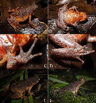 CHINA-GUANGDONG-NEW TOAD SPECIES-DISCOVERY (CN)