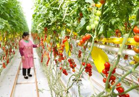 A Smart Agriculture Industrial Park in Qingdao