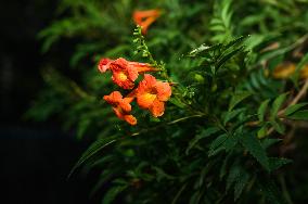 Campsis Grandiflora - Chinese Trumpet Creepe