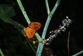 Dakhan Common Casto Butterfly -  Castor Oil Plant - Animal India