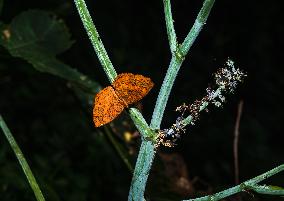 Dakhan Common Casto Butterfly -  Castor Oil Plant - Animal India