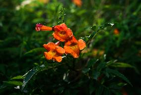 Campsis Grandiflora - Chinese Trumpet Creepe