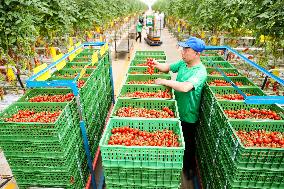A Smart Agriculture Industrial Park in Qingdao