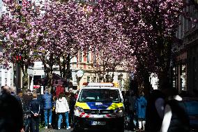 Cherry Blossom In Bonn