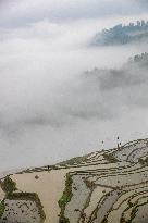 Kampung Rice Terraces in Congjiang