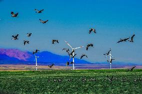 Energy Economy in Xinjiang