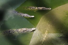 Indonesia Crocodile Farm