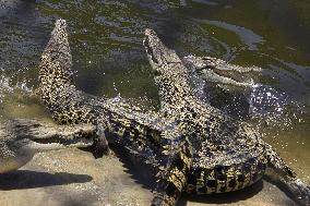 Indonesia Crocodile Farm