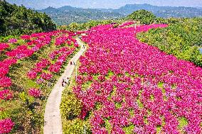 A Peach Blossom Forest in Bazhong