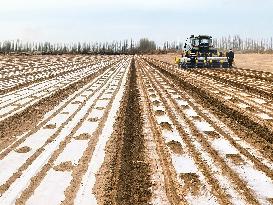 China Xinjiang Cotton Sow