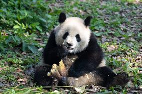 Chongqing Zoo Panda